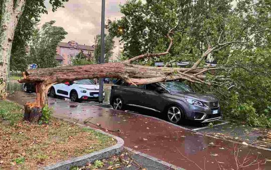 Automobile distrutta da un albero