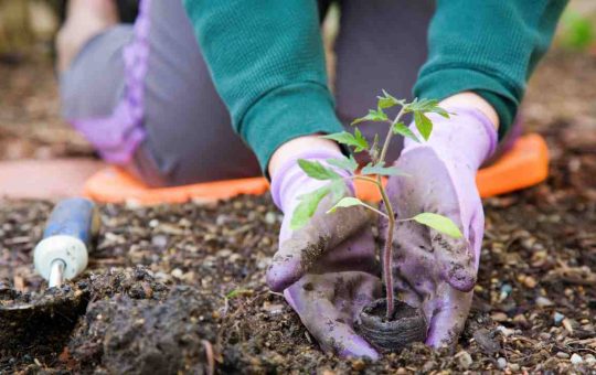 Cos'è l'opzione gardening leave e chi riguarda - fonte depositphotos.com - giornalemotori.it