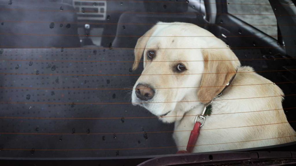 Un cane abbandonato in auto - fonte depositphotos.com - giornalemotori.it