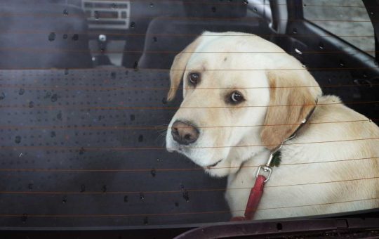 Un cane abbandonato in auto - fonte depositphotos.com - giornalemotori.it