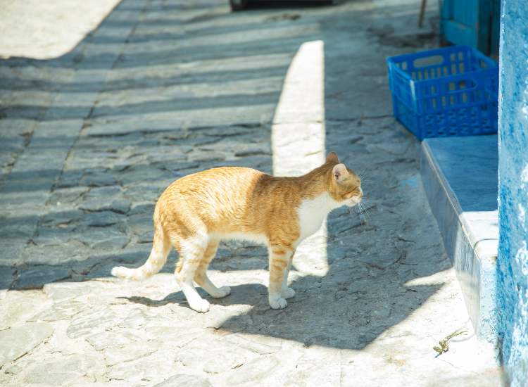 I gatti hanno la precedenza in strada - fonte Pexels - giornalemotori.it