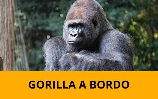 La legge del gorilla - fonte Pexels - giornalemotori.it