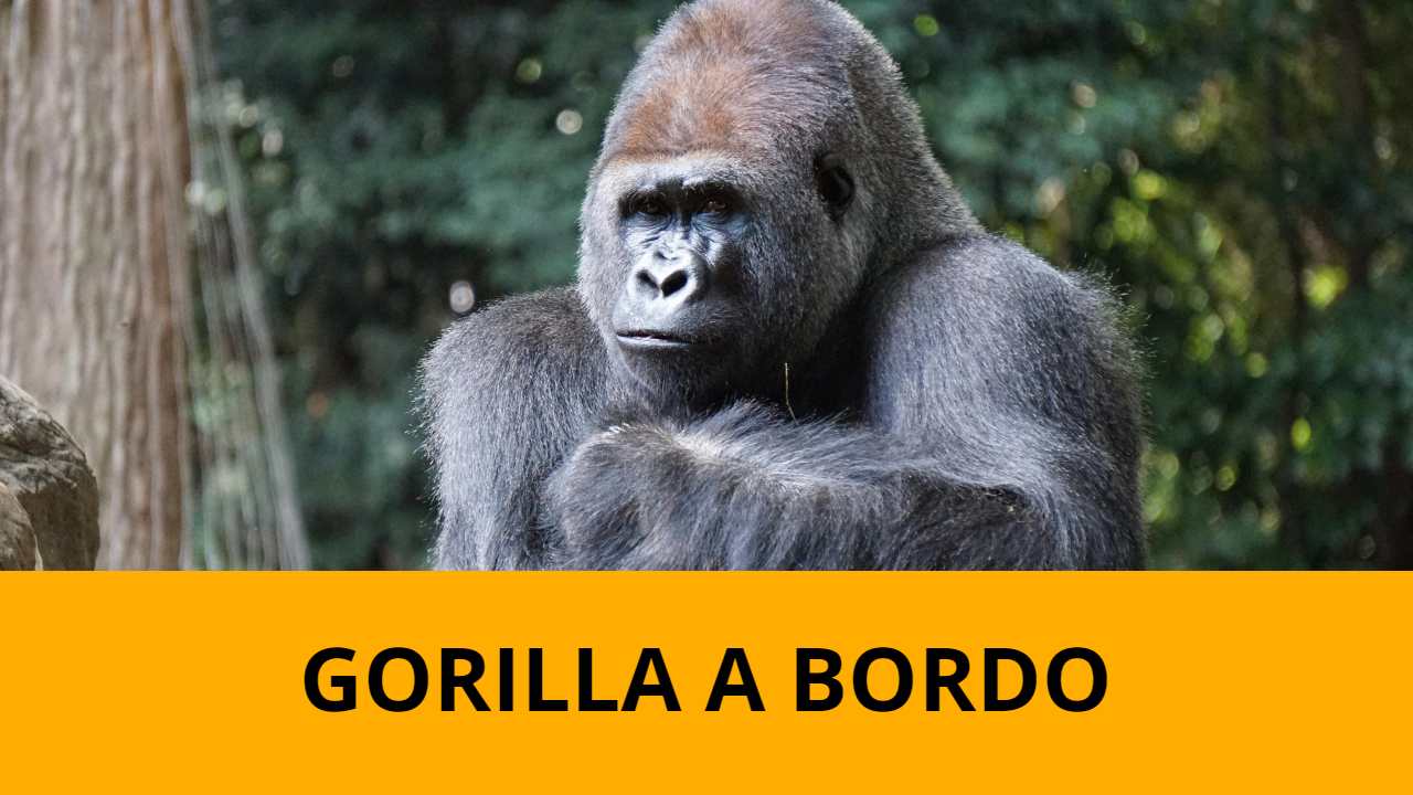 La legge del gorilla - fonte Pexels - giornalemotori.it