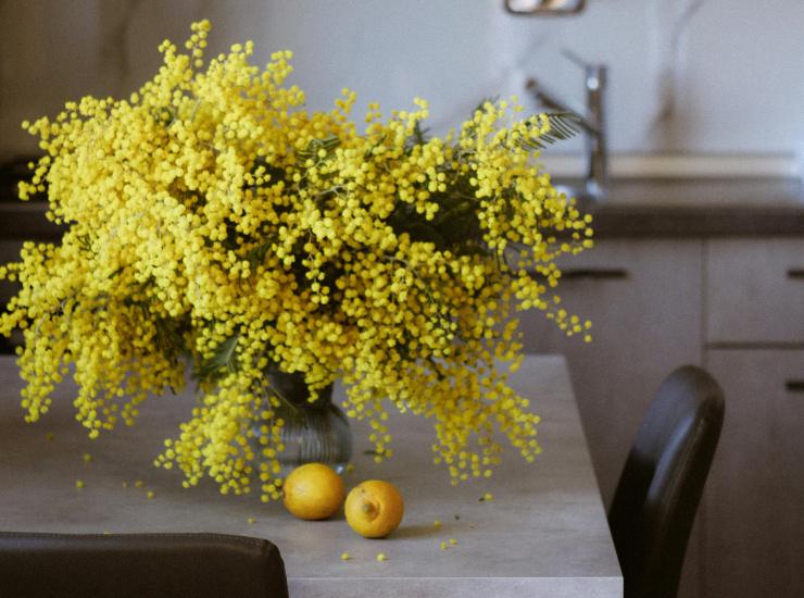 Le mimose, il fiore simbolo della festa della donna - fonte Pexels - giornalemotori.it