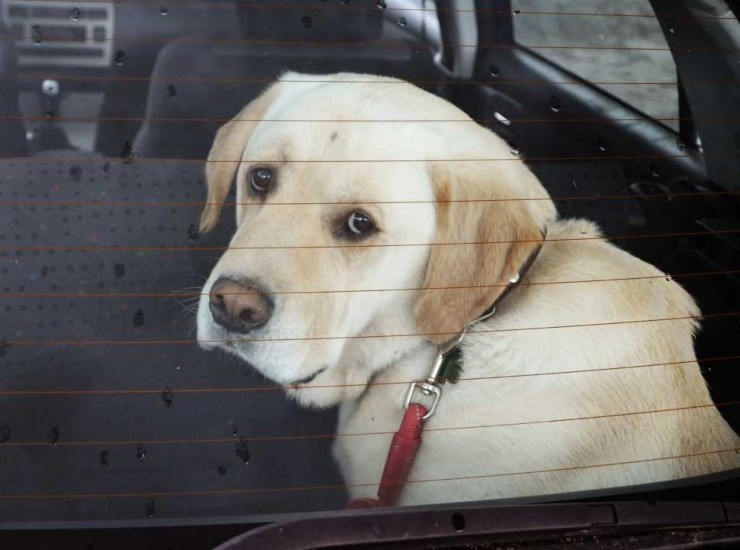 Le regole per il trasporto di cani in auto - fonte depositphotos.com - giornalemotori.it