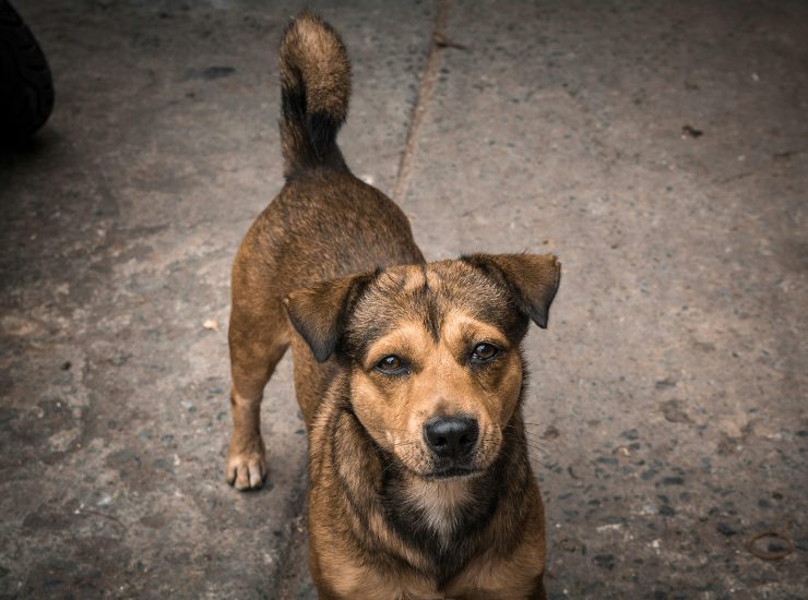 Il cane ha chiesto aiuto per il padrone - fonte Pexels - giornalemotori.it